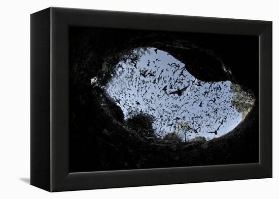 Mexican Free-Tailed Bats (Tadarida Brasiliensis)-Philip Dalton-Framed Premier Image Canvas