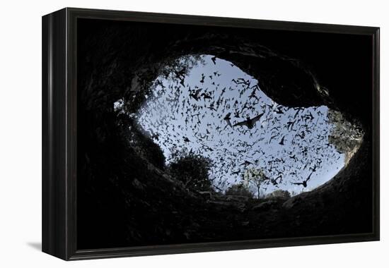 Mexican Free-Tailed Bats (Tadarida Brasiliensis)-Philip Dalton-Framed Premier Image Canvas