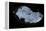 Mexican Free-Tailed Bats (Tadarida Brasiliensis)-Philip Dalton-Framed Premier Image Canvas