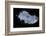 Mexican Free-Tailed Bats (Tadarida Brasiliensis)-Philip Dalton-Framed Photographic Print