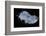 Mexican Free-Tailed Bats (Tadarida Brasiliensis)-Philip Dalton-Framed Photographic Print