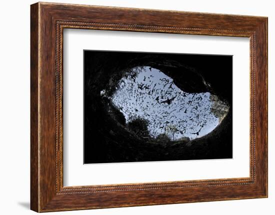 Mexican Free-Tailed Bats (Tadarida Brasiliensis)-Philip Dalton-Framed Photographic Print