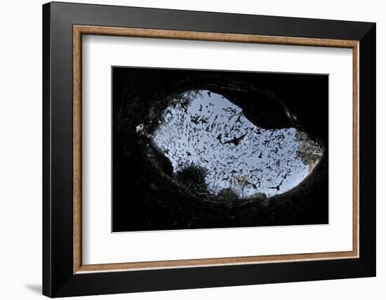 Mexican Free-Tailed Bats (Tadarida Brasiliensis)-Philip Dalton-Framed Photographic Print