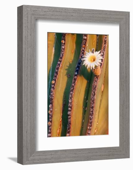 Mexican giant cardon cactus in flower, Mexico-Claudio Contreras-Framed Photographic Print