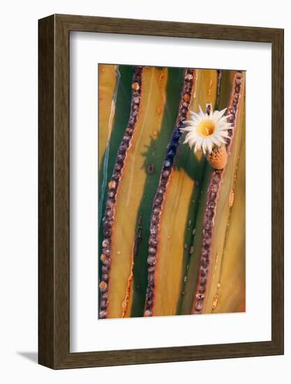 Mexican giant cardon cactus in flower, Mexico-Claudio Contreras-Framed Photographic Print