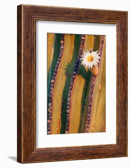 Mexican giant cardon cactus in flower, Mexico-Claudio Contreras-Framed Photographic Print