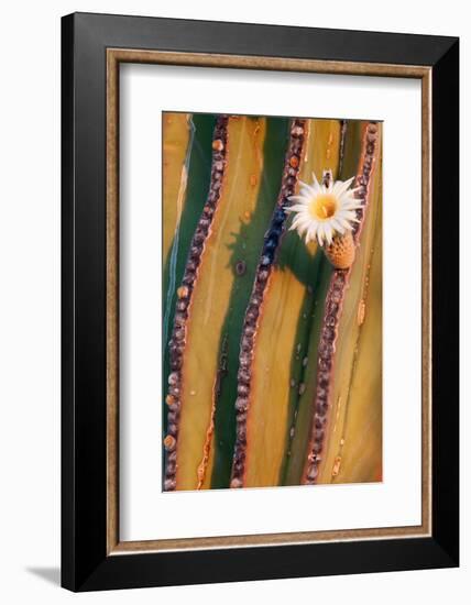 Mexican giant cardon cactus in flower, Mexico-Claudio Contreras-Framed Photographic Print