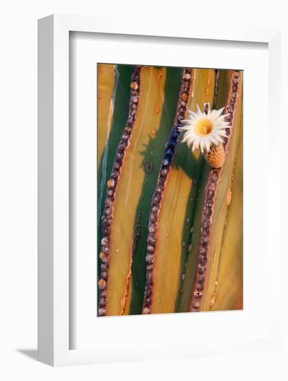 Mexican giant cardon cactus in flower, Mexico-Claudio Contreras-Framed Photographic Print