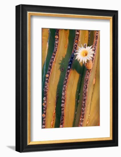 Mexican giant cardon cactus in flower, Mexico-Claudio Contreras-Framed Photographic Print