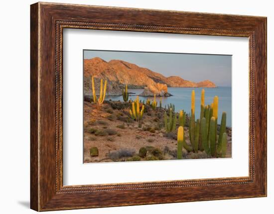 Mexican giant cardon cactus with Elephant Rock beyond, Mexico-Claudio Contreras-Framed Photographic Print