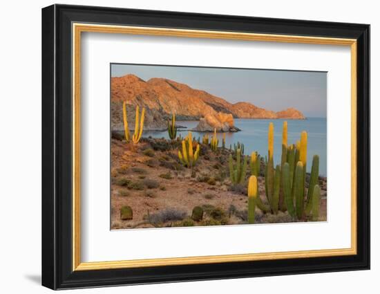 Mexican giant cardon cactus with Elephant Rock beyond, Mexico-Claudio Contreras-Framed Photographic Print