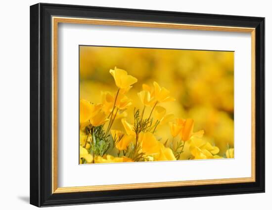 Mexican Gold Poppy flowering in spring, USA-Rolf Nussbaumer-Framed Photographic Print