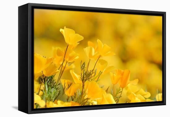 Mexican Gold Poppy flowering in spring, USA-Rolf Nussbaumer-Framed Premier Image Canvas