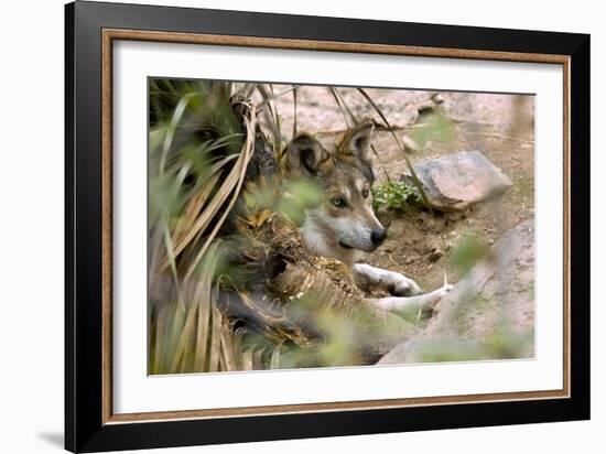 Mexican Gray Wolf-Bob Gibbons-Framed Photographic Print