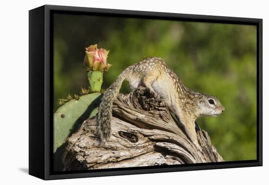 Mexican Ground squirrel climbing log-Larry Ditto-Framed Premier Image Canvas