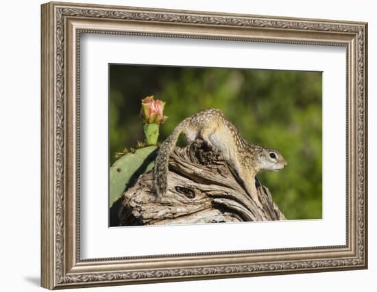 Mexican Ground squirrel climbing log-Larry Ditto-Framed Photographic Print