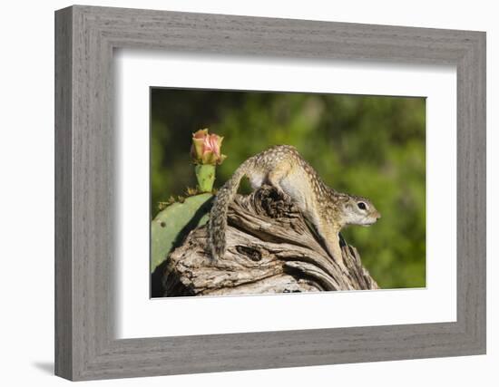 Mexican Ground squirrel climbing log-Larry Ditto-Framed Photographic Print