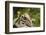 Mexican Ground squirrel climbing log-Larry Ditto-Framed Photographic Print