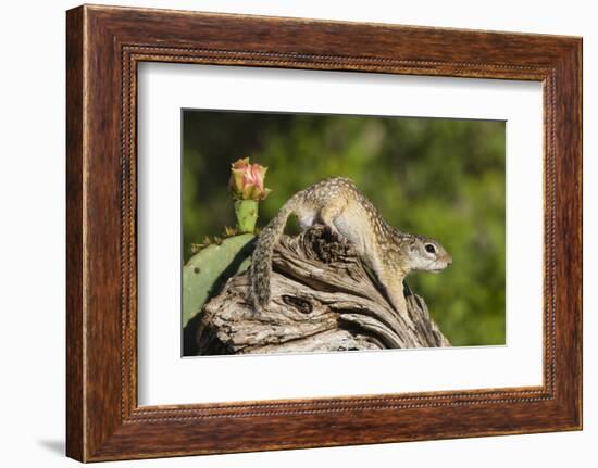 Mexican Ground squirrel climbing log-Larry Ditto-Framed Photographic Print