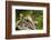 Mexican Ground squirrel climbing log-Larry Ditto-Framed Photographic Print