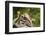 Mexican Ground squirrel climbing log-Larry Ditto-Framed Photographic Print