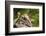 Mexican Ground squirrel climbing log-Larry Ditto-Framed Photographic Print