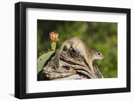 Mexican Ground squirrel climbing log-Larry Ditto-Framed Photographic Print