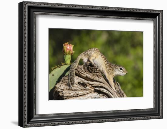 Mexican Ground squirrel climbing log-Larry Ditto-Framed Photographic Print