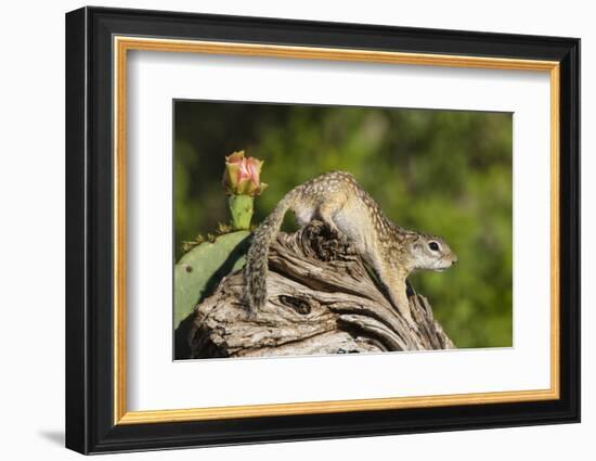 Mexican Ground squirrel climbing log-Larry Ditto-Framed Photographic Print