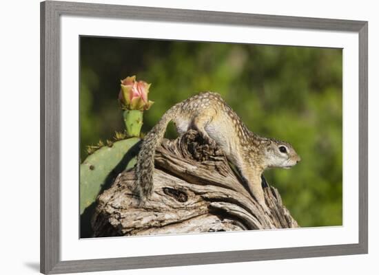 Mexican Ground squirrel climbing log-Larry Ditto-Framed Premium Photographic Print