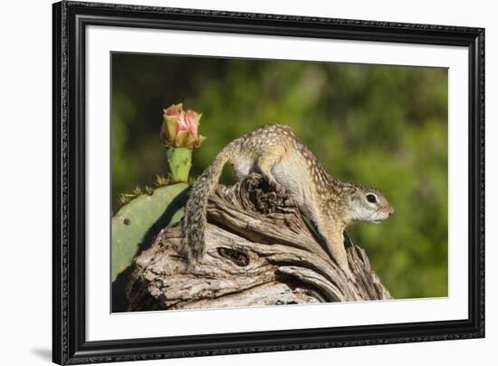 Mexican Ground squirrel climbing log-Larry Ditto-Framed Premium Photographic Print