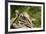 Mexican Ground squirrel climbing log-Larry Ditto-Framed Premium Photographic Print