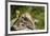 Mexican Ground squirrel climbing log-Larry Ditto-Framed Premium Photographic Print