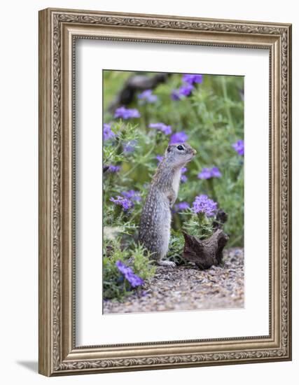 Mexican Ground squirrel in wildflowers-Larry Ditto-Framed Photographic Print