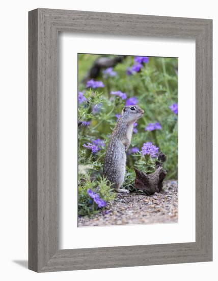 Mexican Ground squirrel in wildflowers-Larry Ditto-Framed Photographic Print