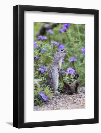 Mexican Ground squirrel in wildflowers-Larry Ditto-Framed Photographic Print