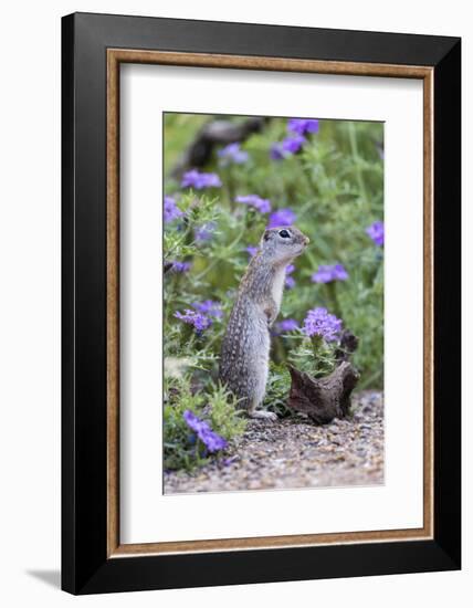 Mexican Ground squirrel in wildflowers-Larry Ditto-Framed Photographic Print