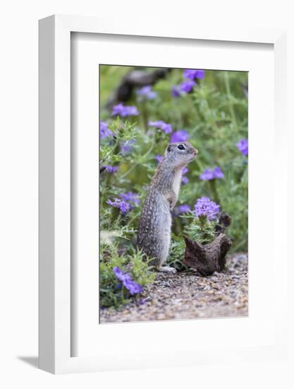 Mexican Ground squirrel in wildflowers-Larry Ditto-Framed Photographic Print