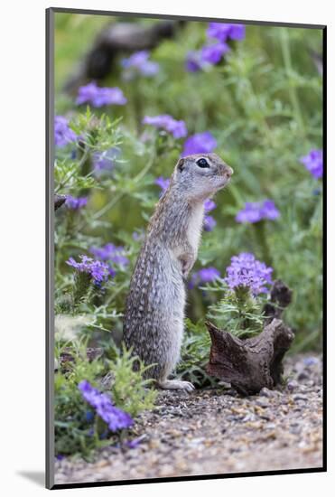 Mexican Ground squirrel in wildflowers-Larry Ditto-Mounted Photographic Print