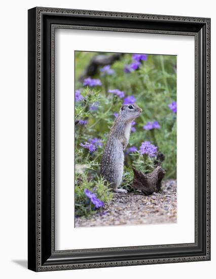 Mexican Ground squirrel in wildflowers-Larry Ditto-Framed Photographic Print