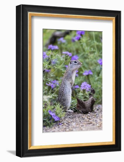 Mexican Ground squirrel in wildflowers-Larry Ditto-Framed Photographic Print