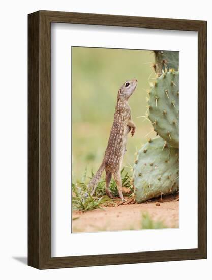 Mexican Ground Squirrel (Spermophilus Mexicanus) Searching for Food-Larry Ditto-Framed Photographic Print