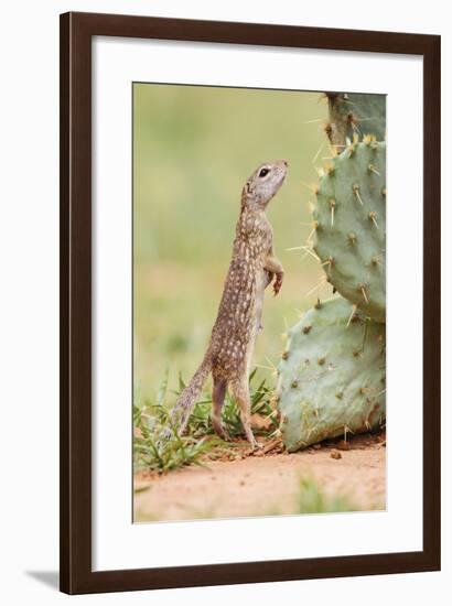 Mexican Ground Squirrel (Spermophilus Mexicanus) Searching for Food-Larry Ditto-Framed Photographic Print