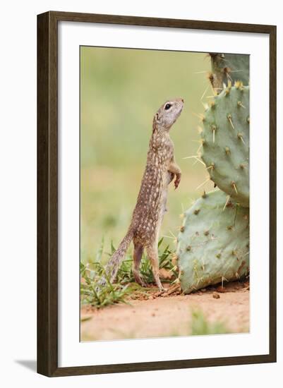 Mexican Ground Squirrel (Spermophilus Mexicanus) Searching for Food-Larry Ditto-Framed Photographic Print