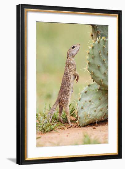 Mexican Ground Squirrel (Spermophilus Mexicanus) Searching for Food-Larry Ditto-Framed Photographic Print