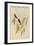 Mexican Hemit Hummingird-John Gould-Framed Art Print