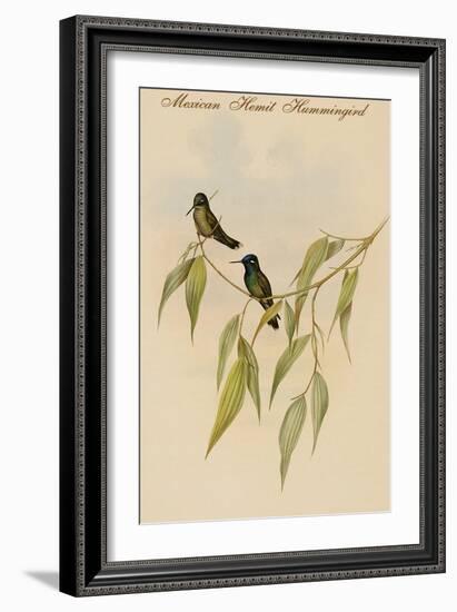 Mexican Hemit Hummingird-John Gould-Framed Art Print