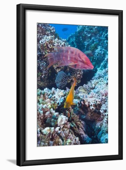 Mexican Hogfish (Bodianus Diplotaenia), Clarion Angelfish (Holacanthus Clarionensis) and Guineafowl-Reinhard Dirscherl-Framed Photographic Print