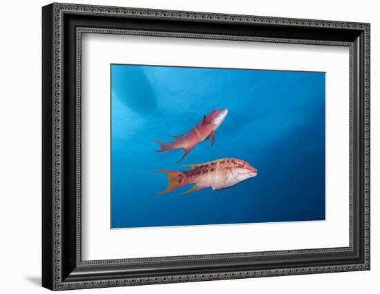 Mexican Hogfish (Bodianus Diplotaenia)-Reinhard Dirscherl-Framed Photographic Print