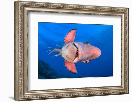 Mexican hogfish swimming on its side, Mexico-Alex Mustard-Framed Photographic Print